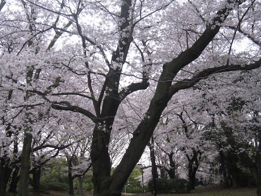 桜⑥_s