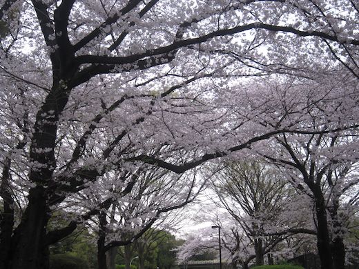 桜①_s